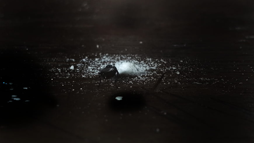 Macro shot of a fly on white sugar crystals dark background