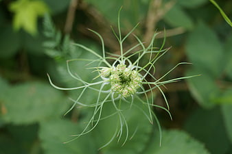 Close-up of Nigella flower bud with delicate green bracts