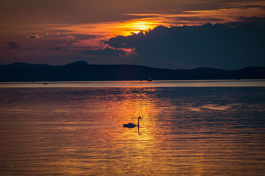 Silhouette of Swan Swimming in Lake at Sunset