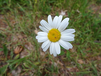 Close-up of a white daisy flower with yellow center