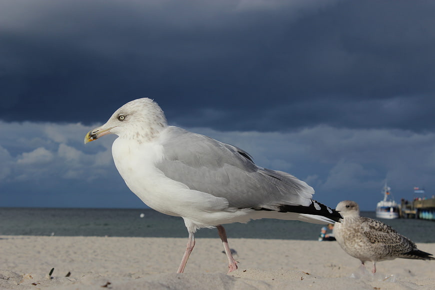 Seagull Walking on Sandy Beach Under Stormy Sky