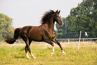 Brown Horse Galloping In Green Meadow With White Fence