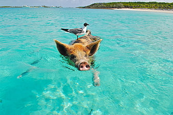 Pig Swimming in Turquoise Water with Seagull on Back