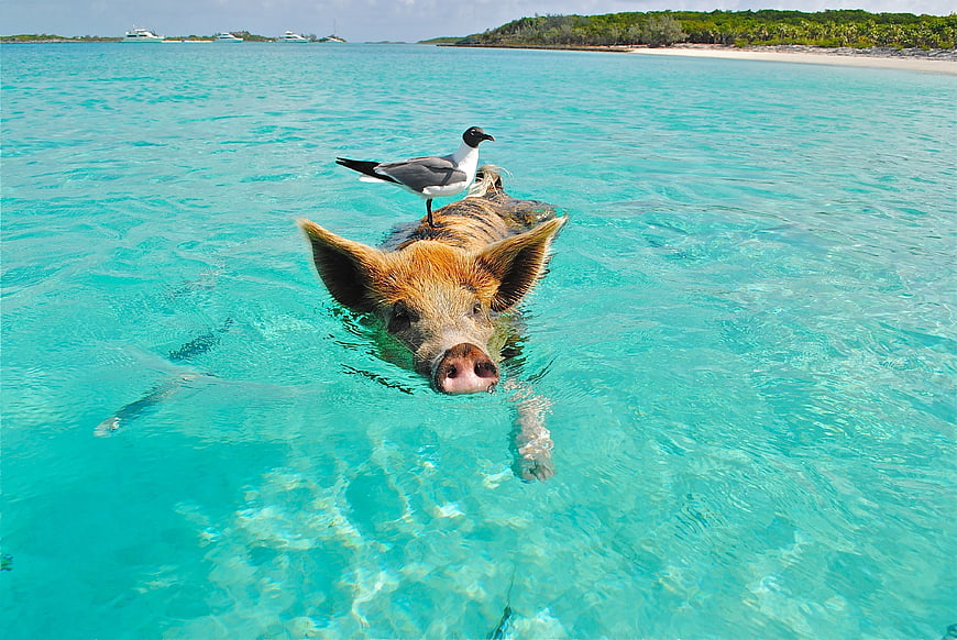Pig Swimming in Turquoise Water with Seagull on Back