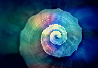 Iridescent spiral shell close-up with rainbow iridescence and blue background