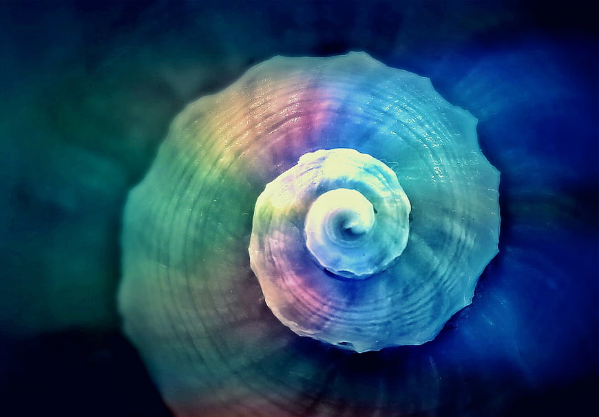 Iridescent spiral shell close-up with rainbow iridescence and blue background