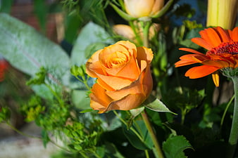 Close-up of vibrant orange rose and gerbera daisy in garden