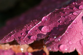Macro photography of purple leaf with water droplets