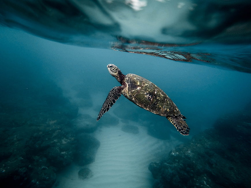 Sea turtle swimming underwater near ocean surface