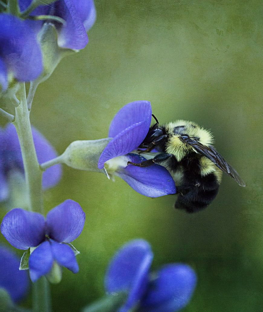 Bumblebee Pollinating Purple Lupine Flower Close Up