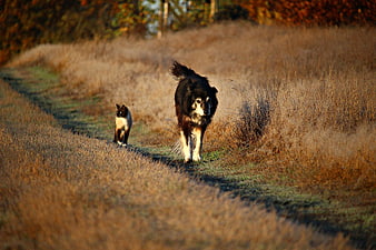 Border Collie and Siamese Cat Walking on Autumn Path