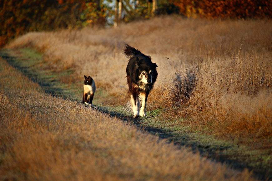 Border Collie and Siamese Cat Walking on Autumn Path