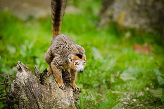 Red-fronted Lemur on Tree Stump in Green Forest