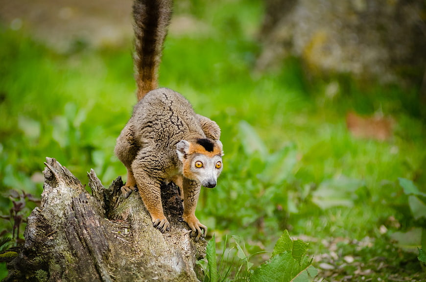 Red-fronted Lemur on Tree Stump in Green Forest