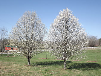 Two blooming white magnolia trees in a green field