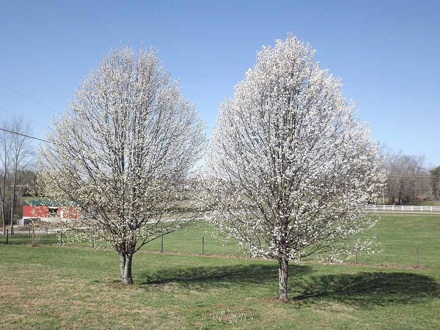 Two blooming white magnolia trees in a green field