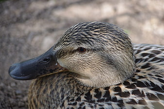 Close-up portrait of a female mallard duck head