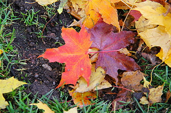 Colorful Autumn Maple Leaves on Soil and Grass