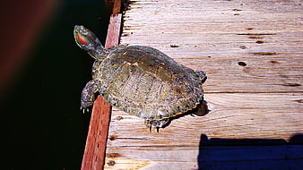 Red-eared slider turtle basking on wooden dock