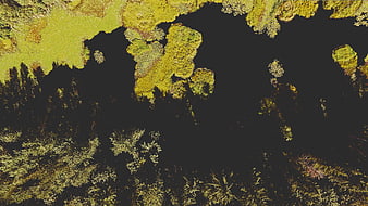 Aerial View of Dark Wetland Marsh with Green Vegetation