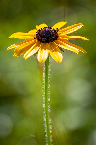 Close-up of Yellow Black-eyed Susan Flower with Dew Drops