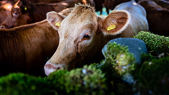 Close-up portrait of a young brown calf with ear tag