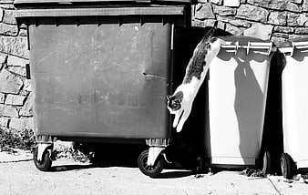 Black and white photo of a cat jumping between large trash bins