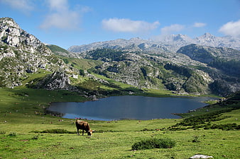 Alpine Lake Landscape With Grazing Cow And Mountain Peaks