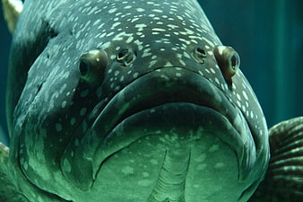 Close-up of Giant Grouper Fish Face Underwater