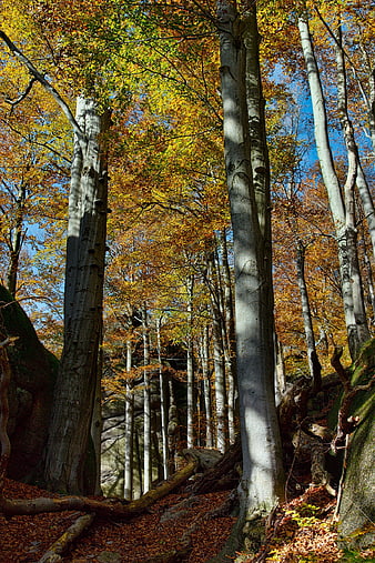 Tall Beech Trees in Autumn Forest with Golden Leaves