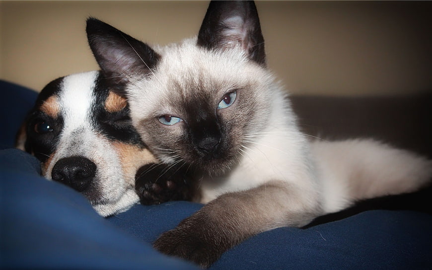 Siamese Kitten and Tricolor Puppy Sleeping Together