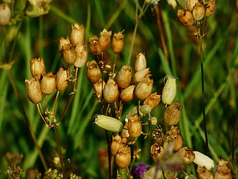 Close-up of dried seed pods in a green meadow
