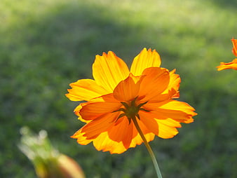 Vibrant Orange Cosmos Flower in Sunlight