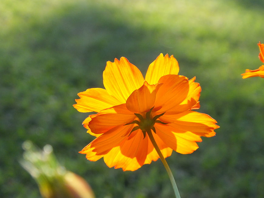 Vibrant Orange Cosmos Flower in Sunlight
