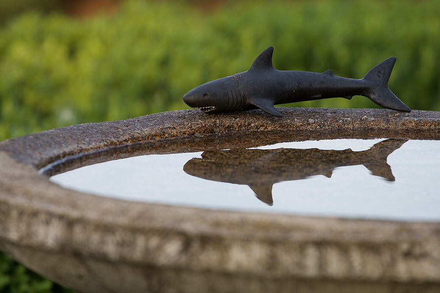 Black Shark Sculpture on Stone Fountain Edge with Reflection