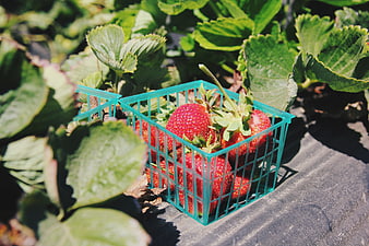 Fresh Strawberries in Blue Basket on Farm