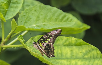 Black and Green Butterfly on a Leaf
