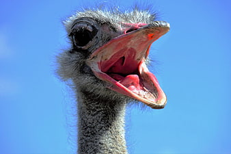 Close-up of Ostrich Head with Open Beak Against Blue Sky