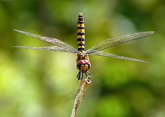 Close-up of Yellow and Black Dragonfly on Twig