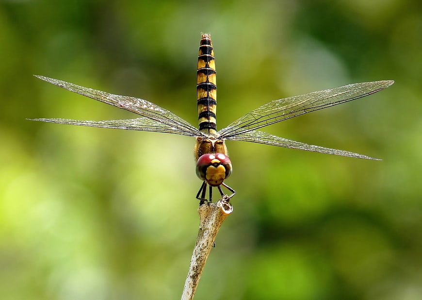 Close-up of Yellow and Black Dragonfly on Twig
