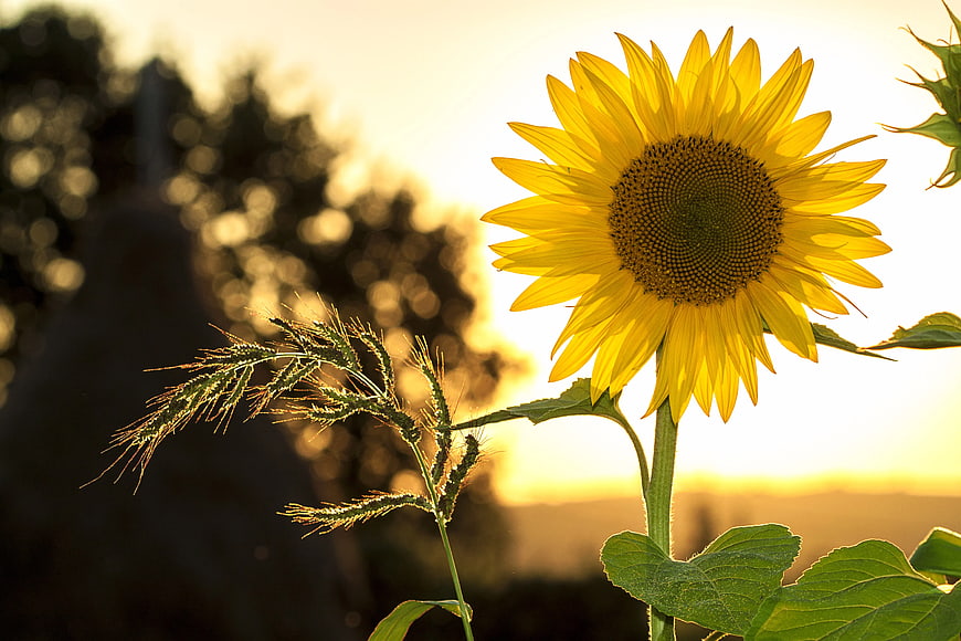 Golden Sunflower Backlit by Sunset Light