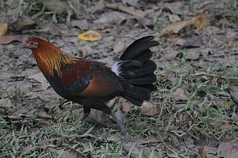 Red Jungle Fowl Rooster Walking on Forest Floor