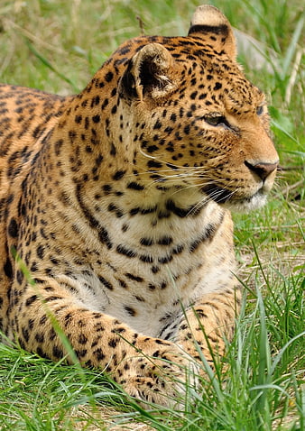 Close-up of a leopard resting in green grass
