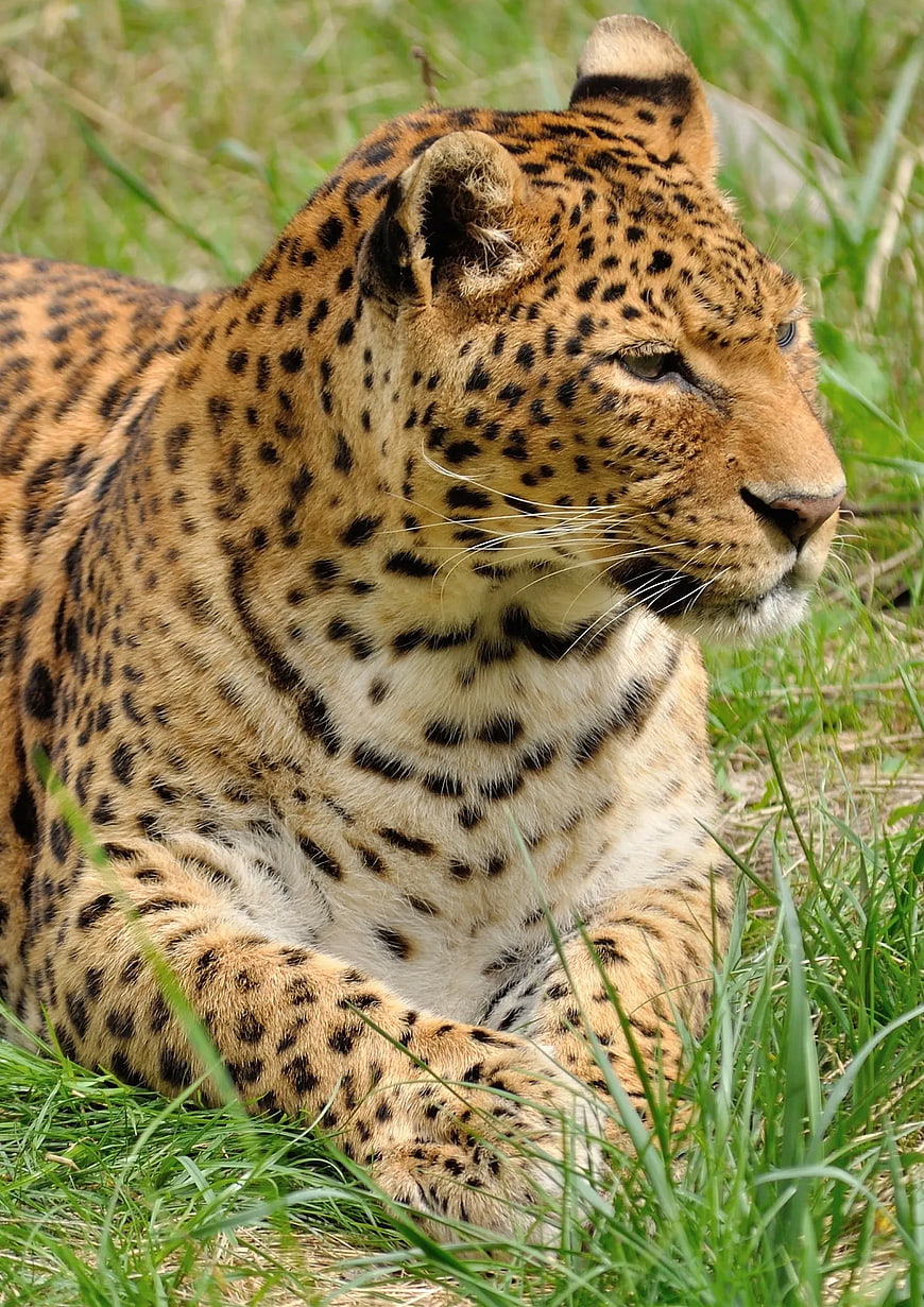 Close-up of a leopard resting in green grass