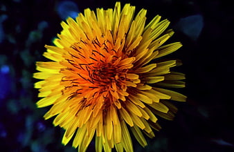 Close-up of a vibrant yellow dandelion flower against a dark background