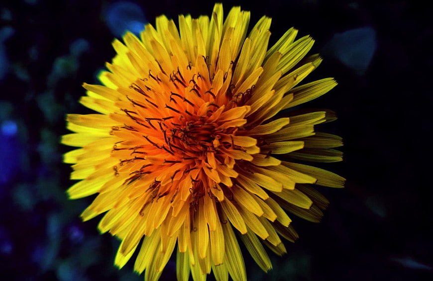 Close-up of a vibrant yellow dandelion flower against a dark background