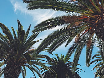 Palm Trees Against Blue Sky