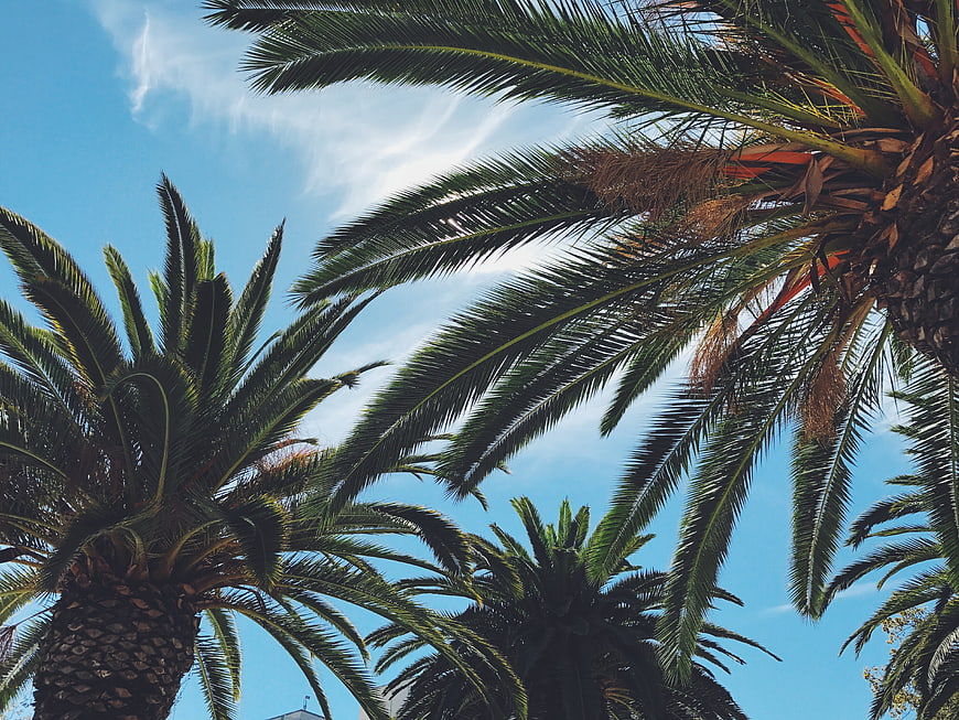 Palm Trees Against Blue Sky