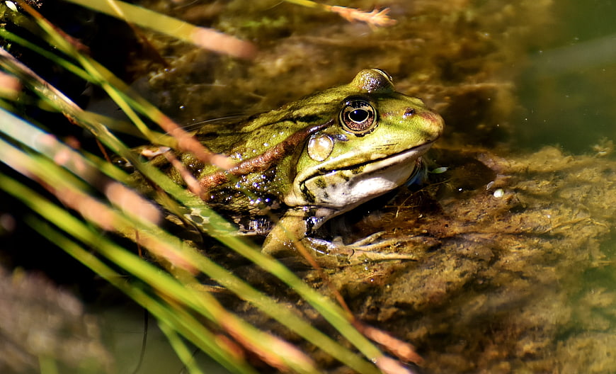 Close-up of a green frog in a pond