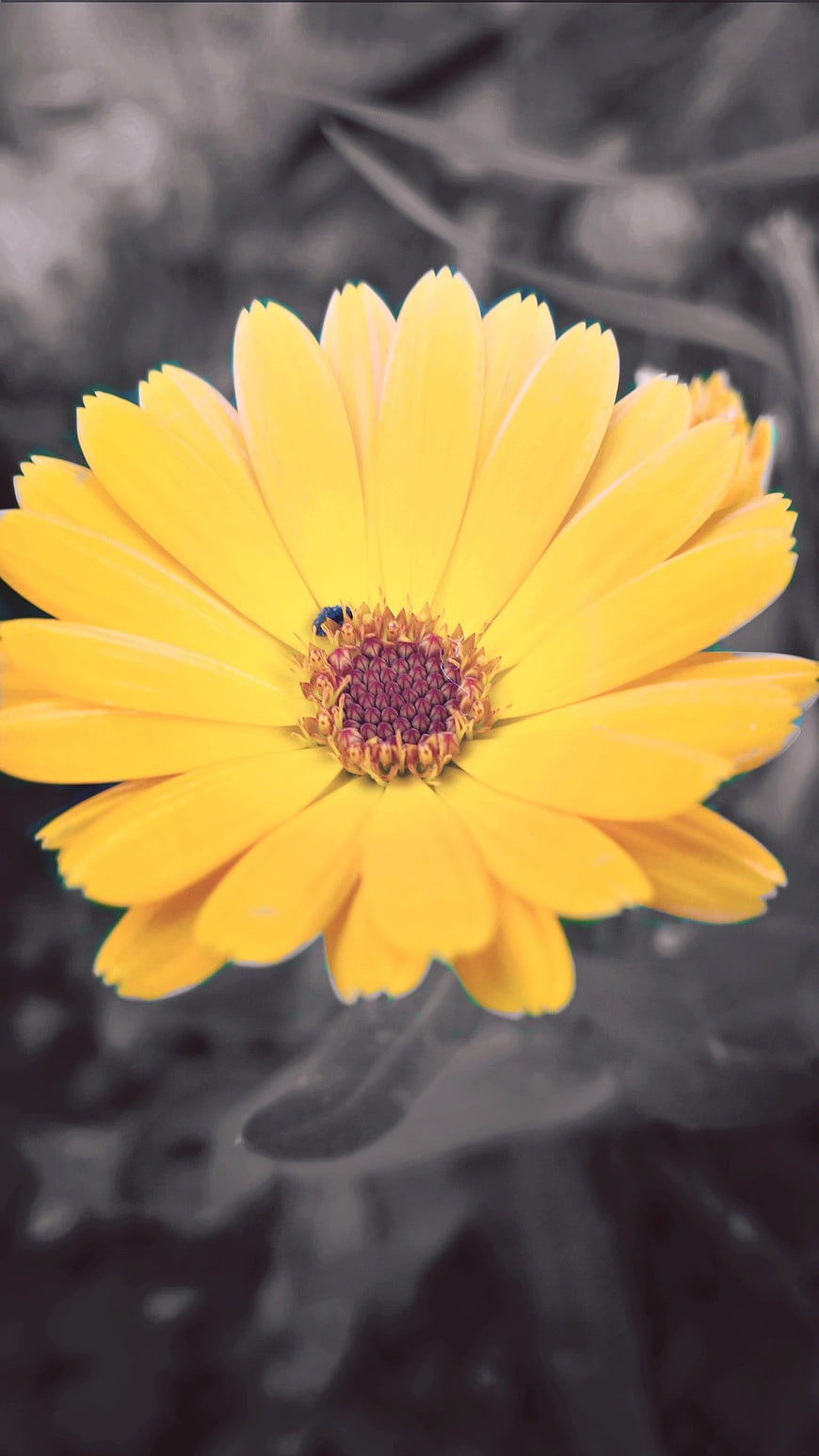 Vibrant Yellow Gerbera Daisy Close-Up on Black and White Background